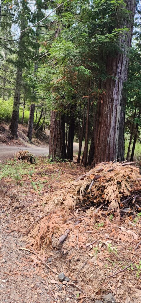 Burn-piles made of forestry debris, in a cleared area next to redwood trees